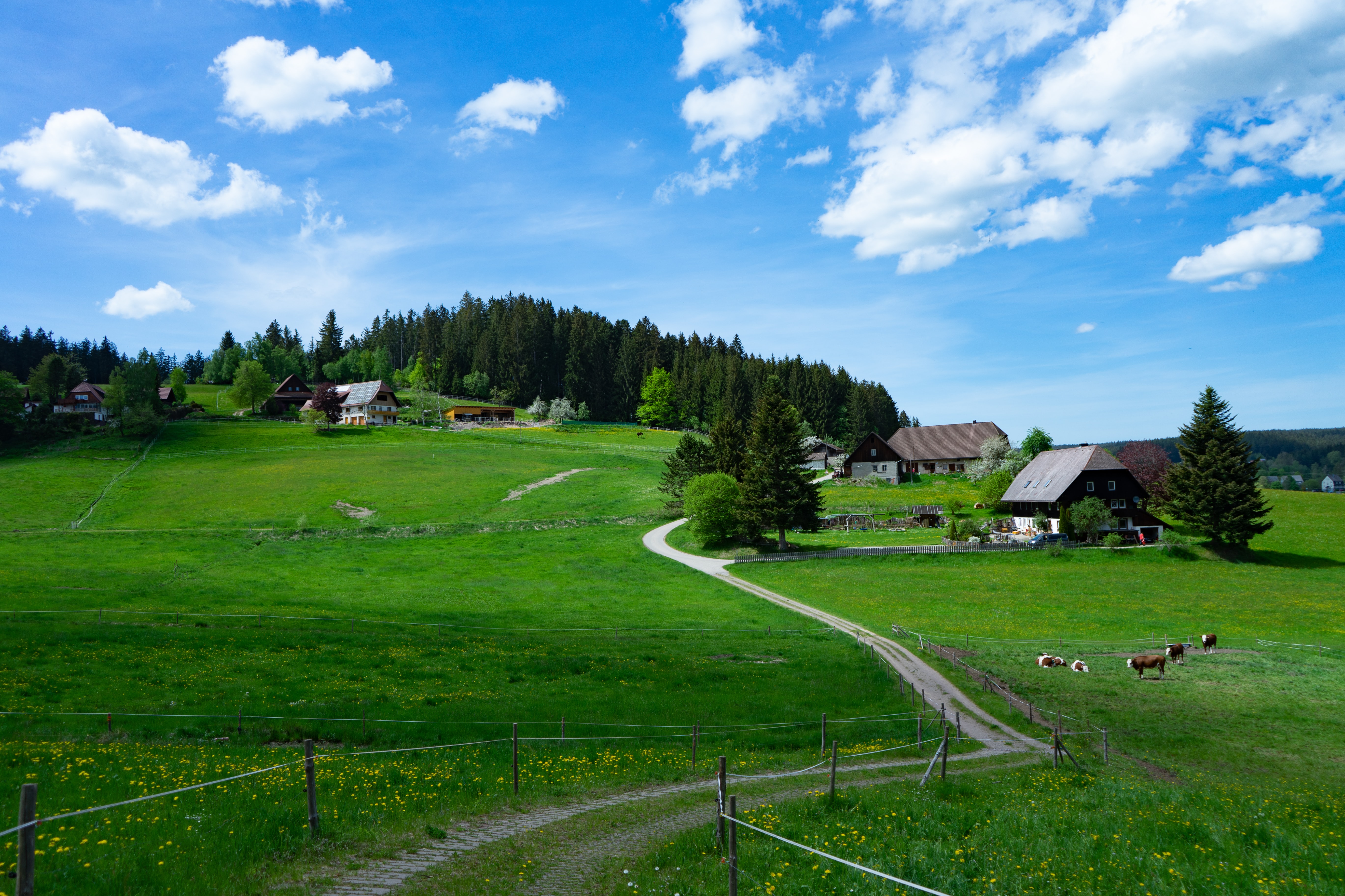 Schwarzwald