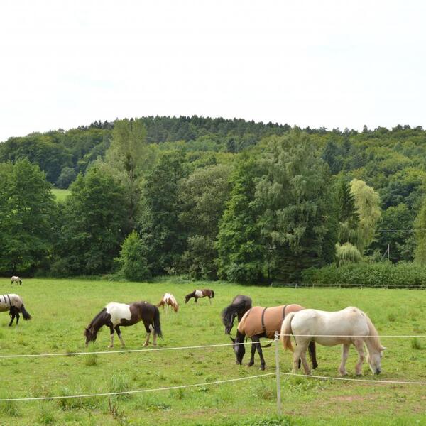Camping Waldfrieden