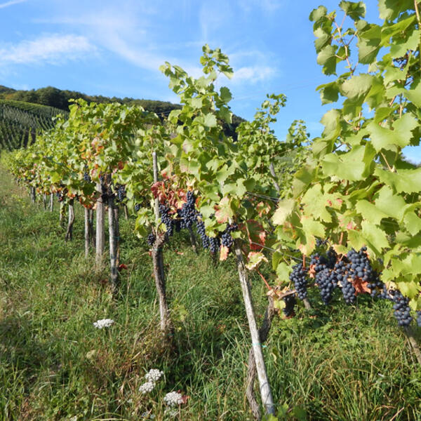 Camping Holländischer Hof