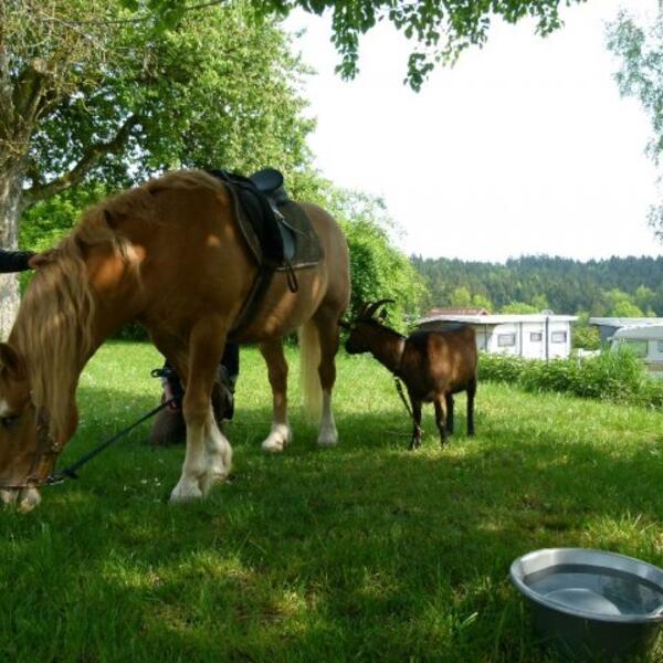 Waldcamping Hüttenhof