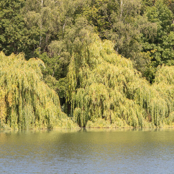 Camping am See