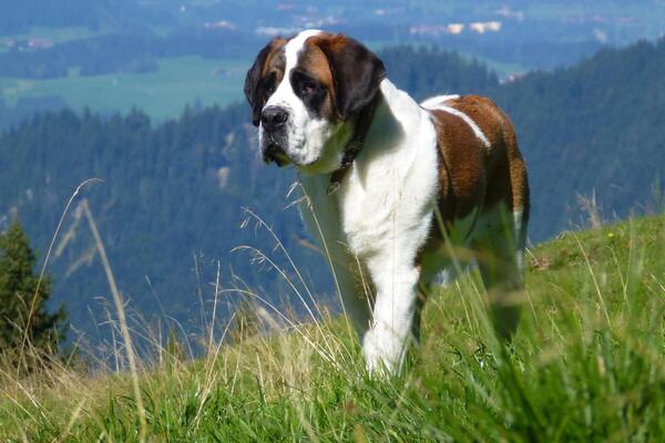 Schwarzwaldcamping Alisehof